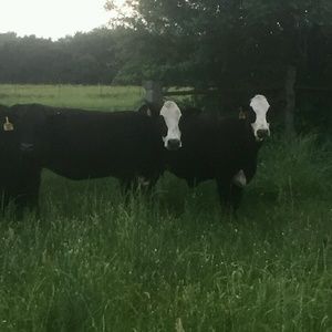 Meet your Posher, Cielo